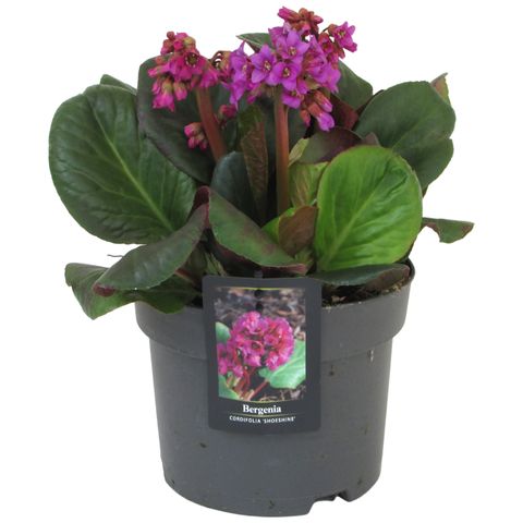 Bergenia cordifolia SHOESHINE ROSE