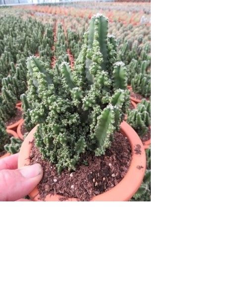 Cereus peruvianus 'Paolina'