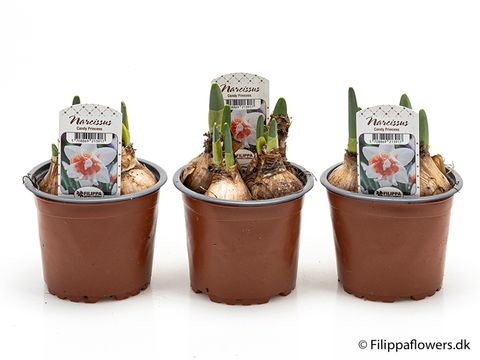 Narcissus 'Candy Princess'