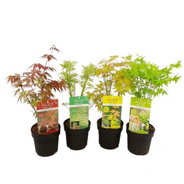 Acer palmatum MIX