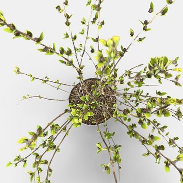 Calycanthus floridus