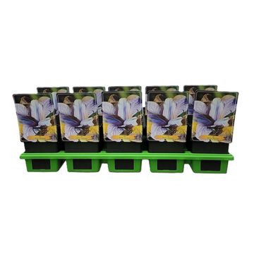 Iris sibirica 'Uncorked'