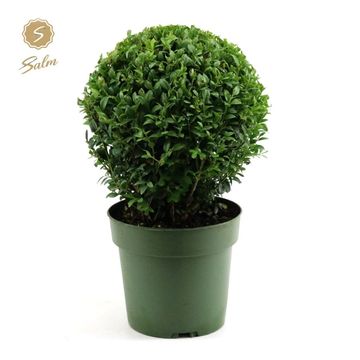 Buxus sempervirens