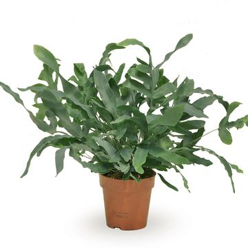 Phlebodium aureum 'Blue Star'