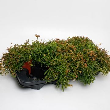 Rhipsalis clavata