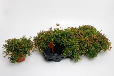Rhipsalis clavata