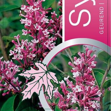 Syringa microphylla 'Superba'