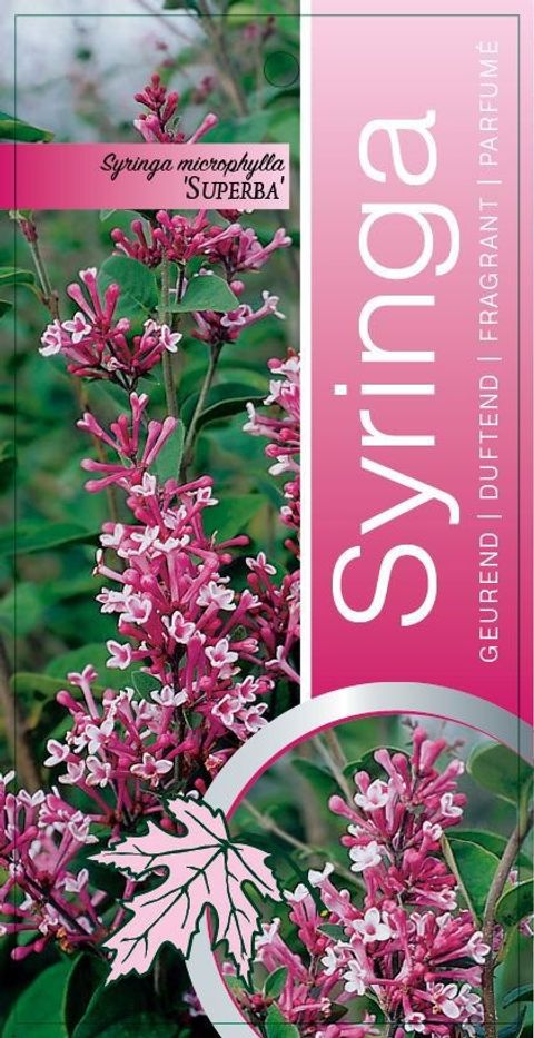 Syringa microphylla 'Superba'