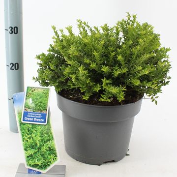 Lonicera nitida GARDEN CLOUDS GREEN BREEZE