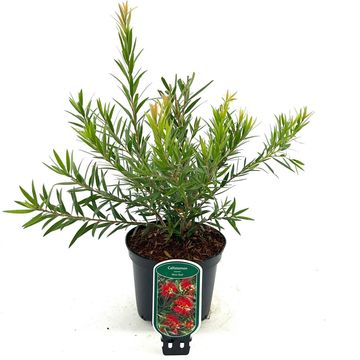 Callistemon MINI RED