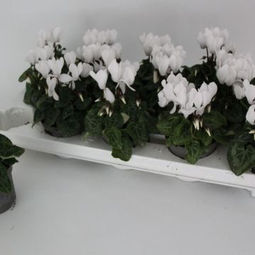 Cyclamen SUPER SERIE VERANO PURE WHITE