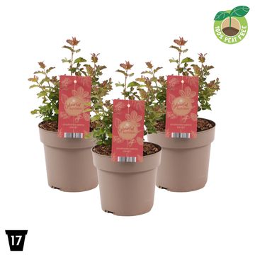 Symphoricarpos MAGICAL SWEET