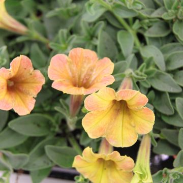 Petunia CASCADIAS INDIAN SUMMER