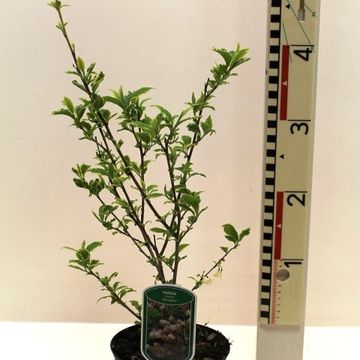 Halesia monticola 'Variegata'