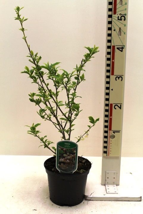 Halesia monticola 'Variegata'