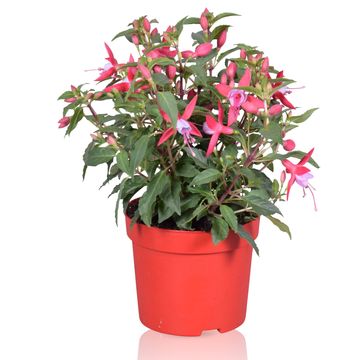 Fuchsia BELLA FUCHSIA NIKITA