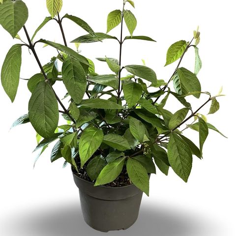 Callicarpa bodinieri 'Profusion'