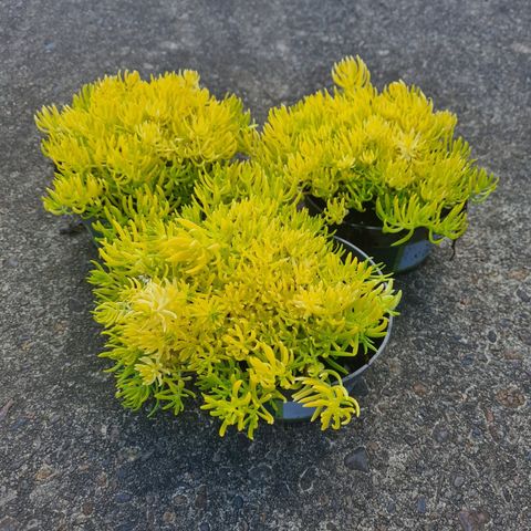 Sedum 'Lemon Ball'