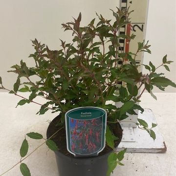 Fuchsia 'Riccartonii'