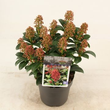 Skimmia japonica 'Celebrations'