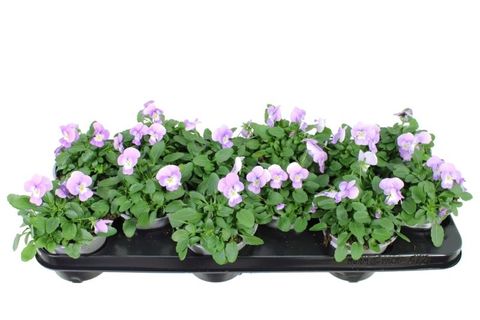 Viola 'Sorbet XP Lavender Pink'