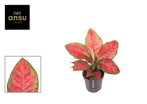 Aglaonema 'Cayenne Red'