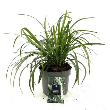 Liriope muscari 'Monroe White'