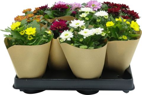 Chrysanthemum INDICUM MIX