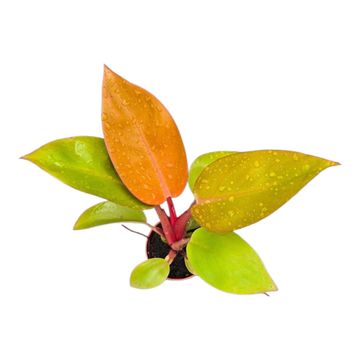 Philodendron 'Mars'