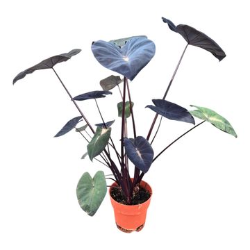 Colocasia 'Hybrid Yellow Future'