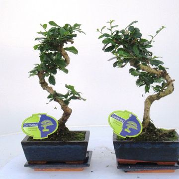 Ehretia microphylla