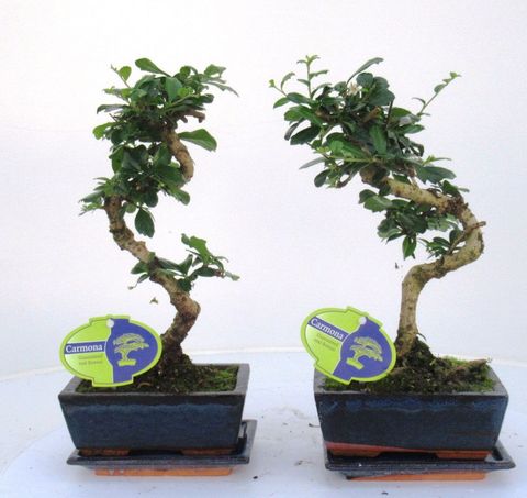 Ehretia microphylla