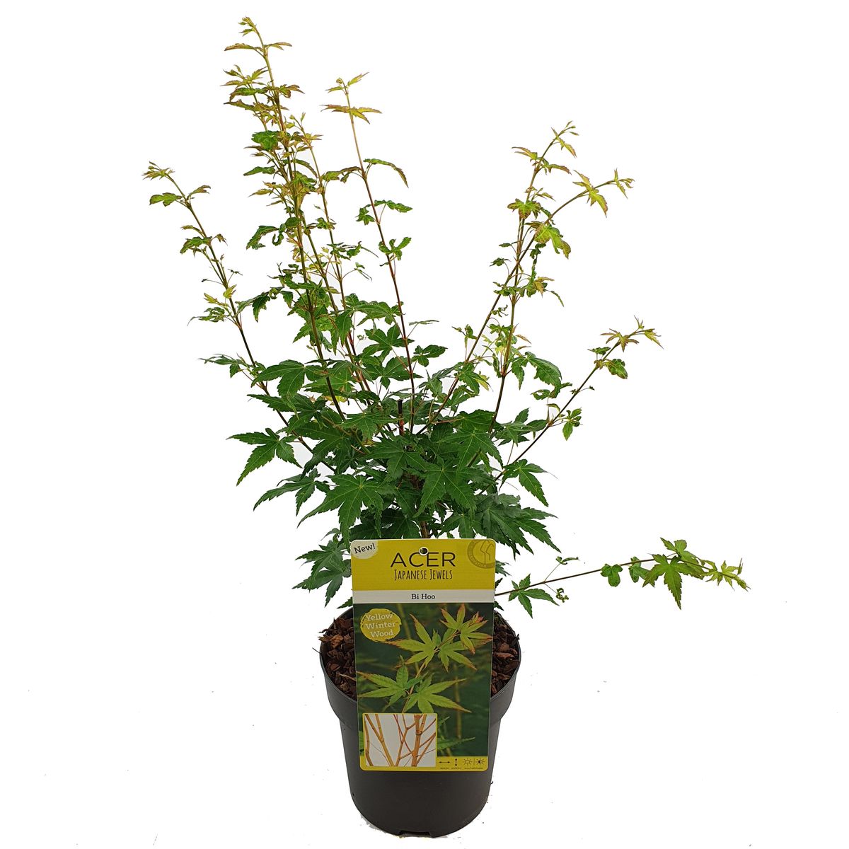 Acer palmatum 'Bi-hoo' — Plant Wholesale FlorAccess