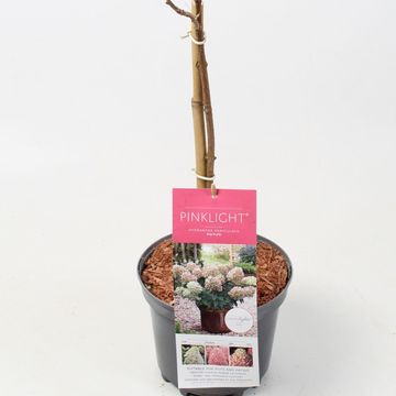 Hydrangea paniculata GARDENLIGHTS PINKLIGHT