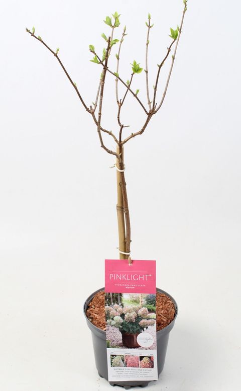 Hydrangea paniculata GARDENLIGHTS PINKLIGHT