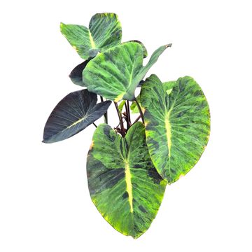 Colocasia 'Hybrid Mojito Revolution'
