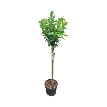 Prunus laurocerasus 'Novita'