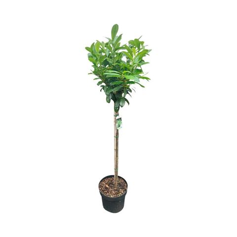 Prunus laurocerasus 'Novita'