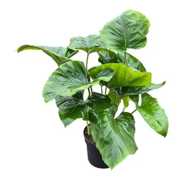Philodendron giganteum