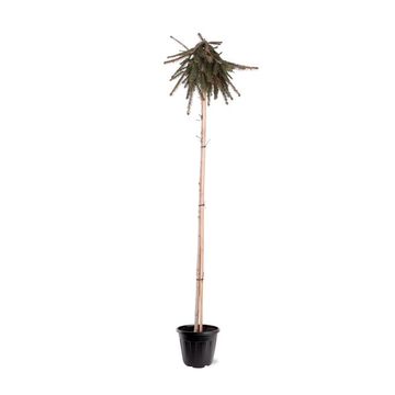 Picea abies 'Inversa'