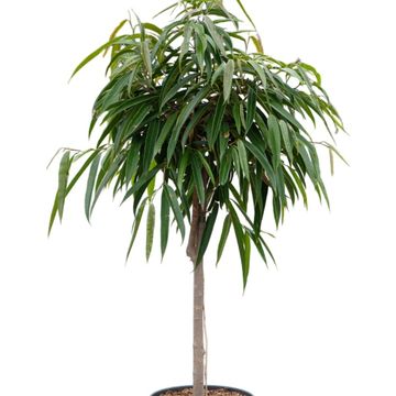 Ficus binnendijkii 'Alii'