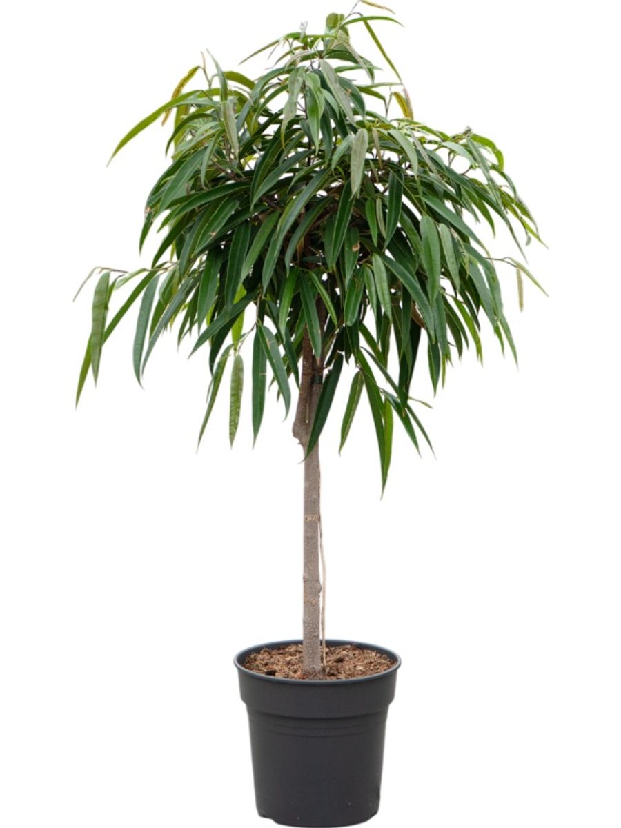 Ficus binnendijkii 'Alii' — Plant Wholesale FlorAccess