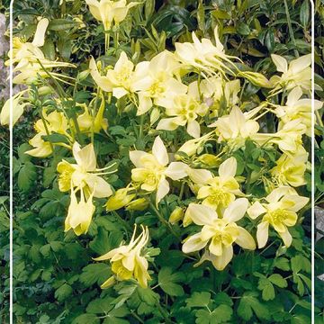 Aquilegia 'Spring Magic Yellow'