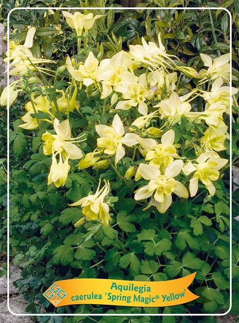 Aquilegia 'Spring Magic Yellow'