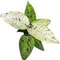 Dieffenbachia 'Snowflake'