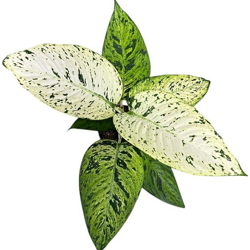 Dieffenbachia 'Snowflake'