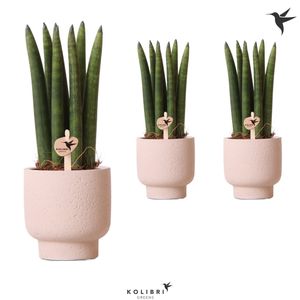 Sansevieria Cylindrica P6 Cm H15 Cm Plant Wholesale Floraccess