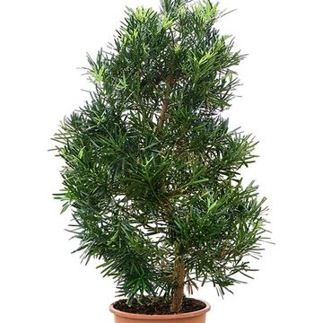 Podocarpus macrophyllus