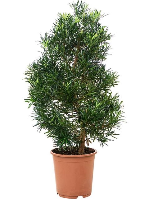 Podocarpus macrophyllus