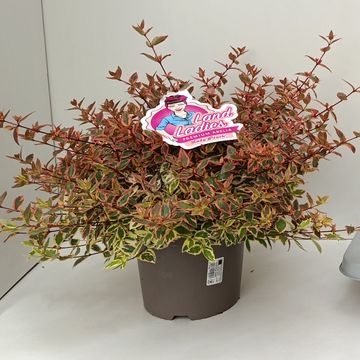 Abelia x grandiflora 'Lady Peach'